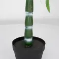 Roślina doniczkowa Drzewko bambusowe 5194 120 cm EKKW2696 Eko-Light