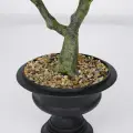 Roślina doniczkowa Bonsai 5210 60 cm EKKW2697 Eko-Light