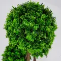 Roślina doniczkowa Drzewko topiary 5244 50 cm EKKW2704 Eko-Light