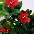 Roślina doniczkowa Drzewko hibiskusa 5350 90 cm EKKW2709 Eko-Light
