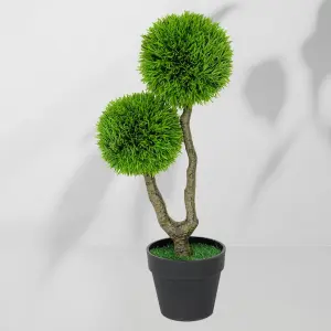 Roślina doniczkowa Drzewko sosna wydmowa 5054 55 cm EKKW2710 Eko-Light