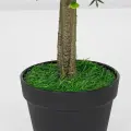 Roślina doniczkowa Drzewko bukszpanowe 5514 40 cm EKKW2712 Eko-Light
