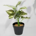 Roślina doniczkowa Maranta 6402 35 cm EKKW2716 Eko-Light