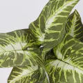 Roślina doniczkowa Maranta 6402 35 cm EKKW2716 Eko-Light