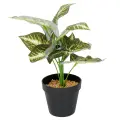 Roślina doniczkowa Maranta 6402 35 cm EKKW2716 Eko-Light
