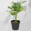 Roślina doniczkowa Monstera ciemna 6406 34 cm EKKW2720 Eko-Light