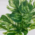 Roślina doniczkowa Monstera ciemna 6406 34 cm EKKW2720 Eko-Light